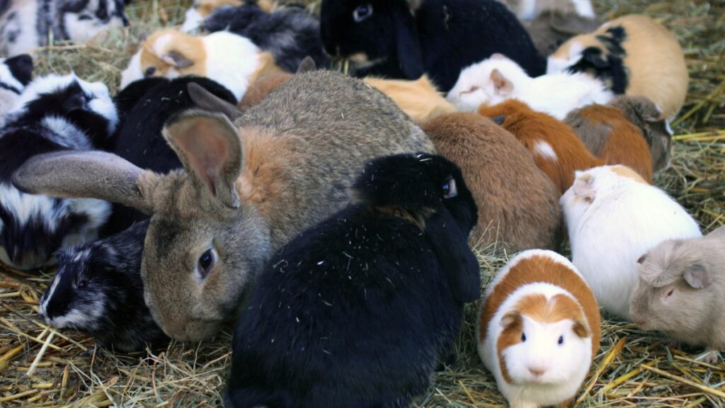 Small pets, such as rabbits, guinea pigs, and hamsters